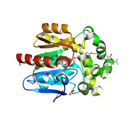 BU of 7pcx by Molmil